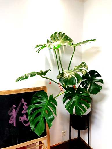 适用于室内空气净化植物，适用于室内空气净化植物