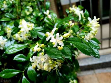 小叶达摩九里香开花几年，达摩九里香开花几年