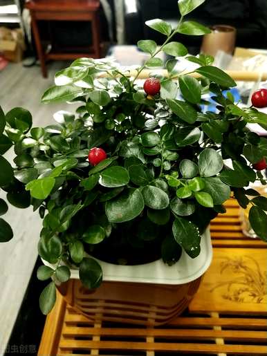 小叶达摩九里香开花几年，达摩九里香开花几年