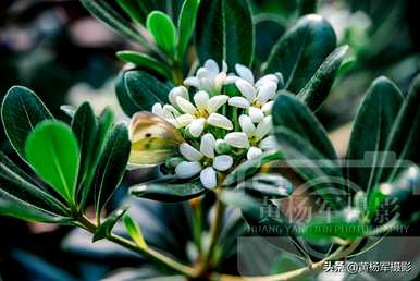 海桐花几月开花多久？