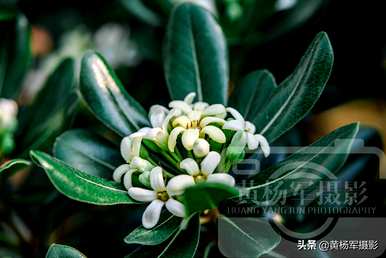 海桐花几月开花多久？