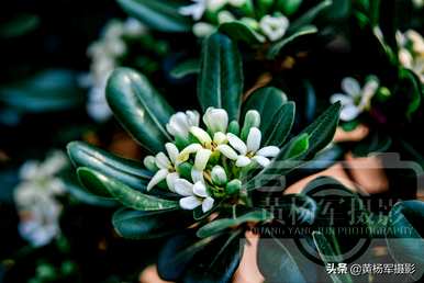 海桐花几月开花多久？