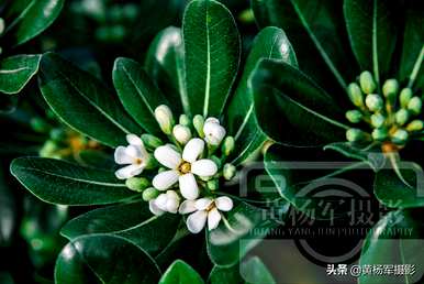 海桐花几月开花多久？