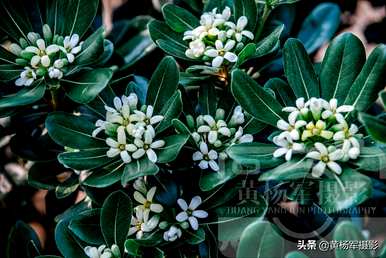 海桐花几月开花多久？