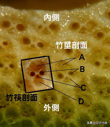 土培竹怎么长得快，土培竹怎么长得快？