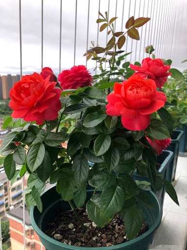 什么花适合室内阳台？