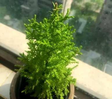 小香松在户外能长多高？小香松有多大？