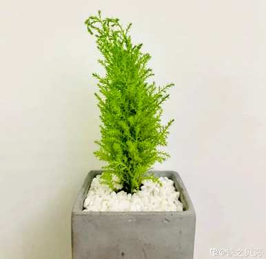 小香松在户外能长多高？小香松有多大？