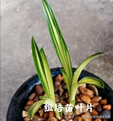 组培苗的优缺点、组培苗和原生苗的优缺点