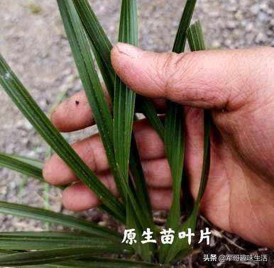 组培苗的优缺点、组培苗和原生苗的优缺点