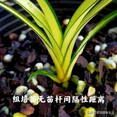 组培苗的优缺点、组培苗和原生苗的优缺点