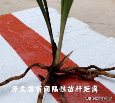 组培苗的优缺点、组培苗和原生苗的优缺点