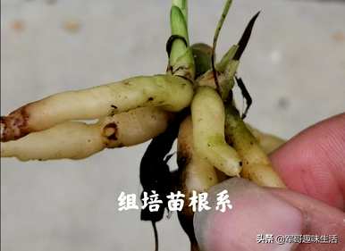 组培苗的优缺点、组培苗和原生苗的优缺点