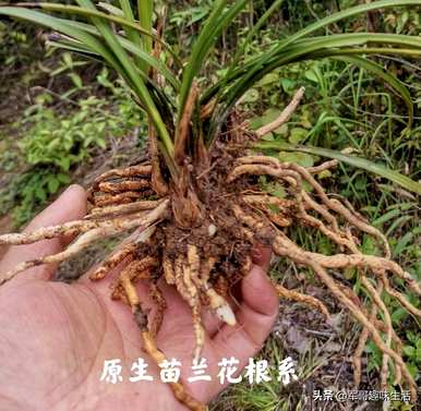组培苗的优缺点、组培苗和原生苗的优缺点