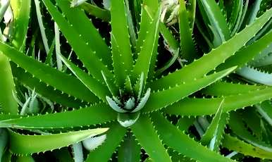 至尊红颜植物盆栽养殖方法，建兰至尊红颜养殖方法