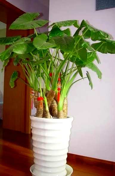至尊红颜植物盆栽养殖方法，建兰至尊红颜养殖方法