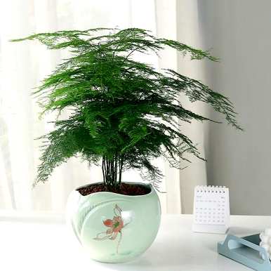至尊红颜植物盆栽养殖方法，建兰至尊红颜养殖方法