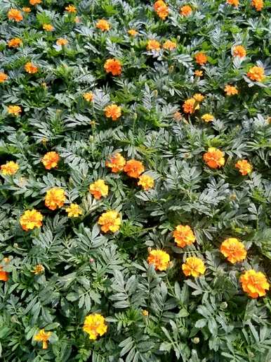 四川孔雀草花养殖，孔雀草养殖方法