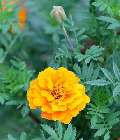 四川孔雀草花养殖，孔雀草养殖方法