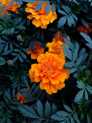 四川孔雀草花养殖，孔雀草养殖方法