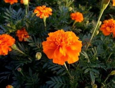四川孔雀草花养殖，孔雀草养殖方法