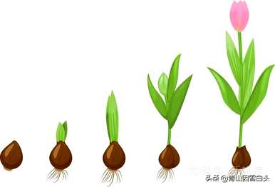各种植物种子的生长环境和条件，在什么环境下可以生长？