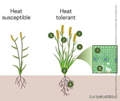 各种植物种子的生长环境和条件，在什么环境下可以生长？