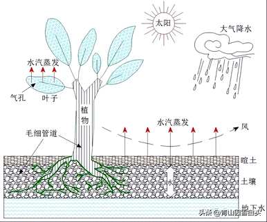 各种植物种子的生长环境和条件，在什么环境下可以生长？