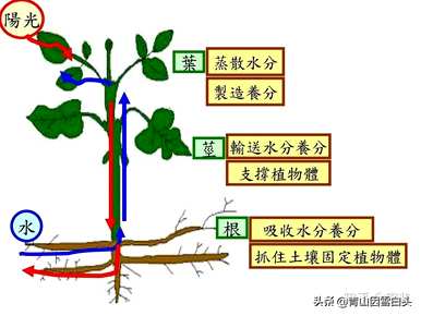 各种植物种子的生长环境和条件，在什么环境下可以生长？