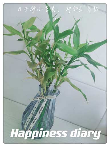 富贵竹在冬天用白糖生根吗？富贵竹和白糖能快速生根吗？