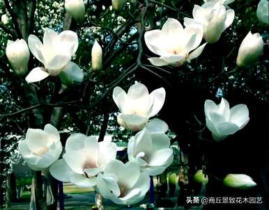 四季常青大叶树有哪些，客厅常青耐寒耐热的大叶树有哪些？