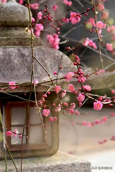 花中四君子是指什么花，花中四君子是指什么花？