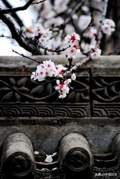 花中四君子是指什么花，花中四君子是指什么花？