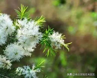 四季常青大叶树有哪些，客厅常青耐寒耐热的大叶树有哪些？