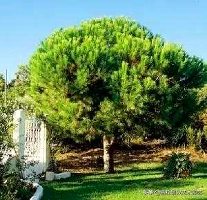 四季常青大叶树有哪些，客厅常青耐寒耐热的大叶树有哪些？