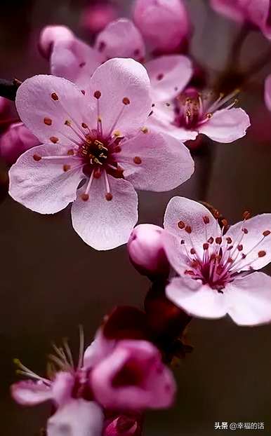 花中四君子是指什么花，花中四君子是指什么花？
