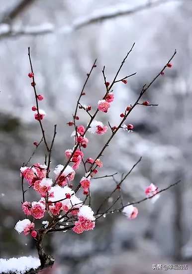 花中四君子是指什么花，花中四君子是指什么花？