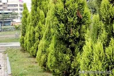 四季常青大叶树有哪些，客厅常青耐寒耐热的大叶树有哪些？