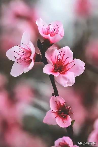 花中四君子是指什么花，花中四君子是指什么花？