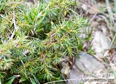 四季常青大叶树有哪些，客厅常青耐寒耐热的大叶树有哪些？