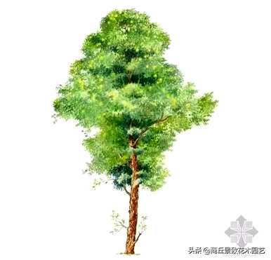四季常青大叶树有哪些，客厅常青耐寒耐热的大叶树有哪些？