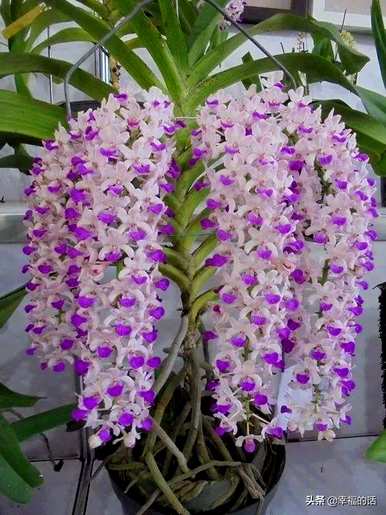 花中四君子是指什么花，花中四君子是指什么花？