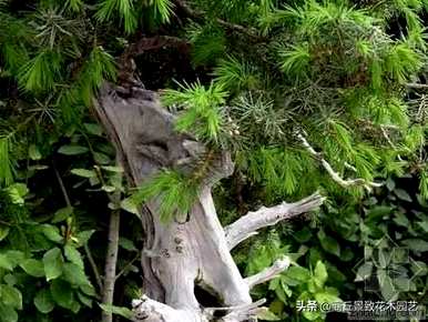 四季常青大叶树有哪些，客厅常青耐寒耐热的大叶树有哪些？