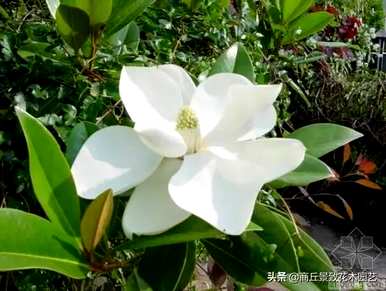 四季常青大叶树有哪些，客厅常青耐寒耐热的大叶树有哪些？