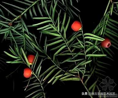 四季常青大叶树有哪些，客厅常青耐寒耐热的大叶树有哪些？