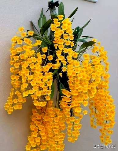 花中四君子是指什么花，花中四君子是指什么花？