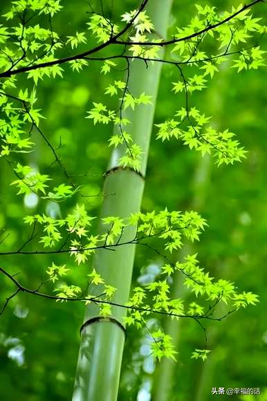 花中四君子是指什么花，花中四君子是指什么花？