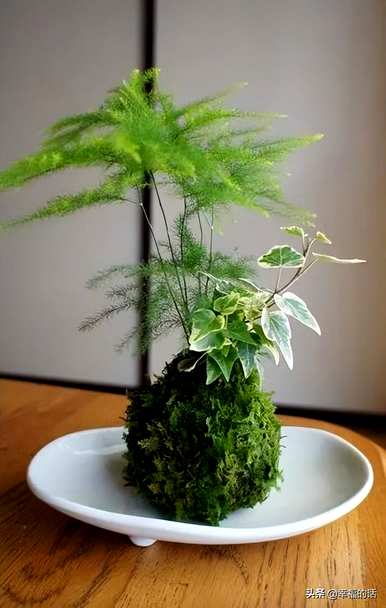 花中四君子是指什么花，花中四君子是指什么花？