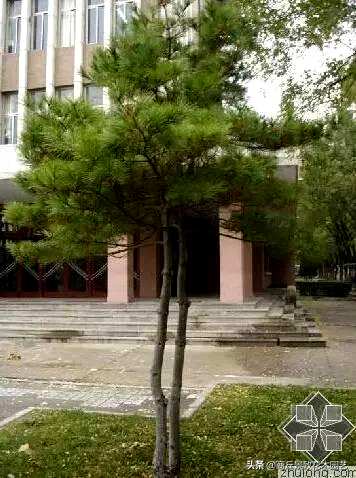 四季常青大叶树有哪些，客厅常青耐寒耐热的大叶树有哪些？