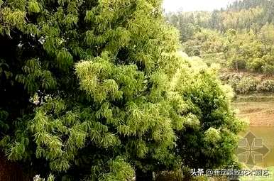 四季常青大叶树有哪些，客厅常青耐寒耐热的大叶树有哪些？